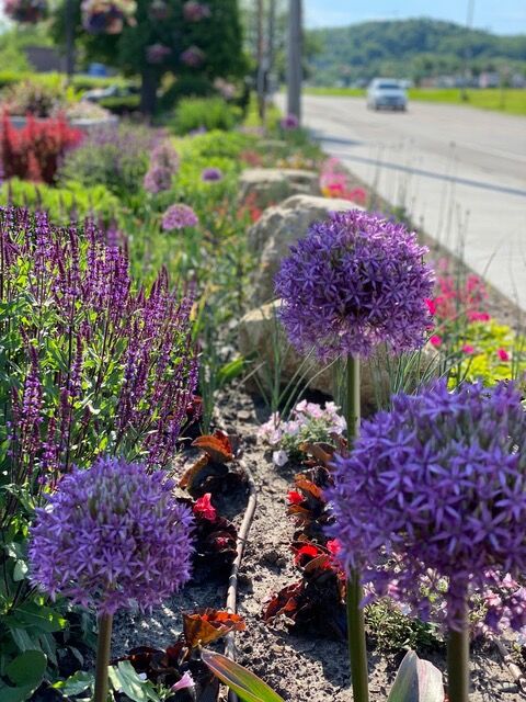 Saregent's Nursery Red Wing